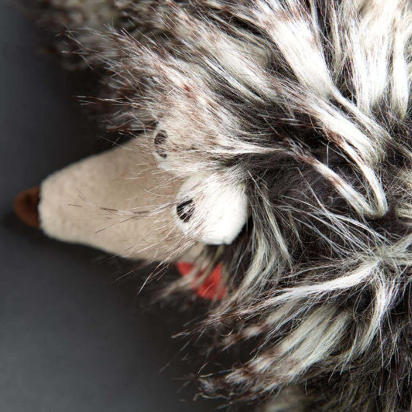 Close-up of Duchess of Hampershire with a dark background