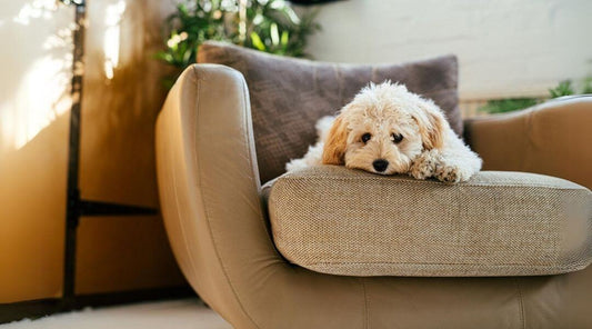 small dog lie on a lounge chair