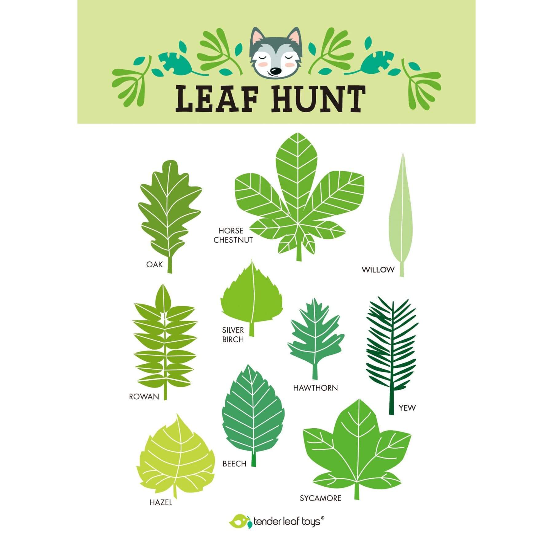 Leaf identification chart with illustrations of various leaves and 'Tender Leaf Toys' branding.