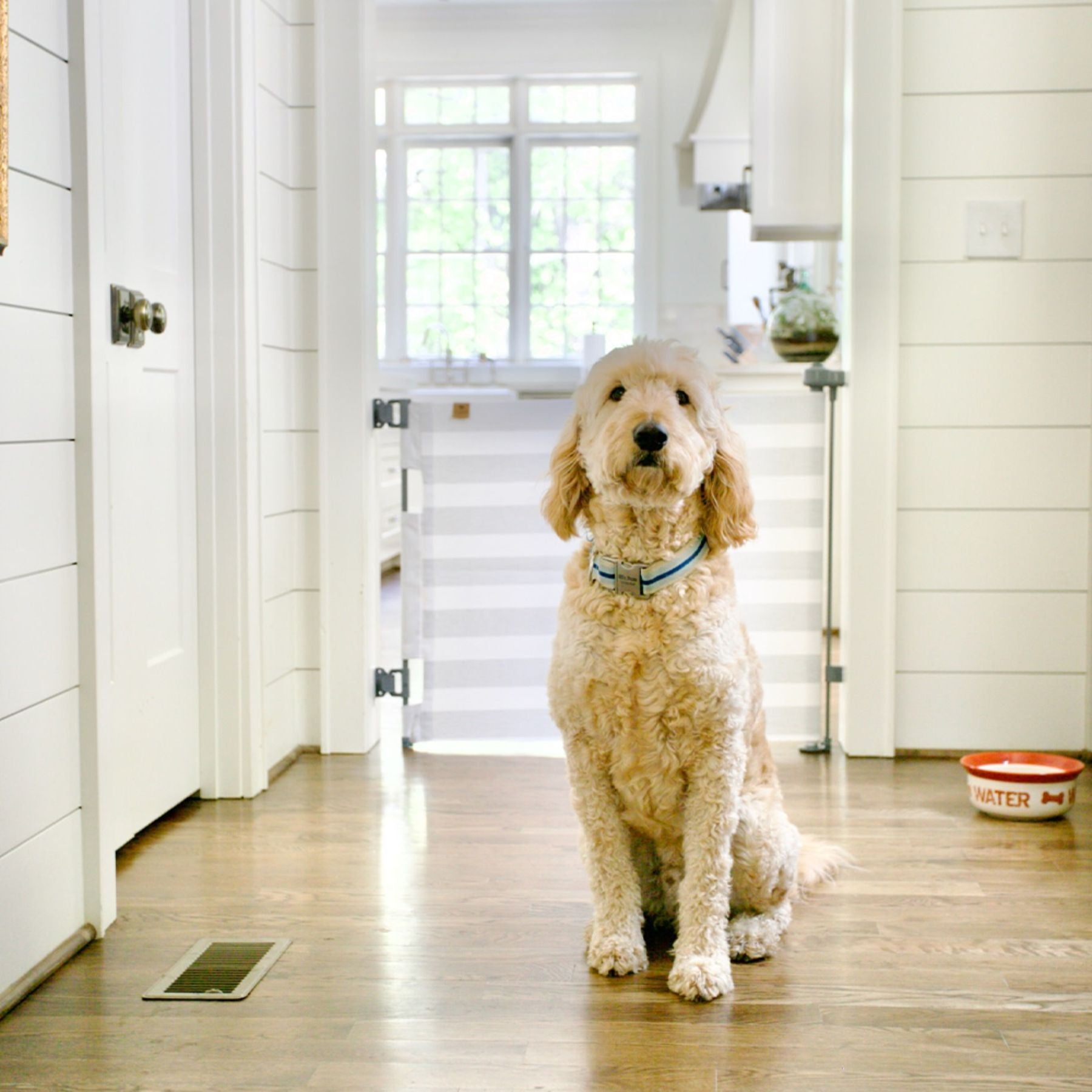 Dog sitting on a wooden floor in front of Crypton® Fabric Baby & Pet Safety Gate - Cloud Grey in a home interior.