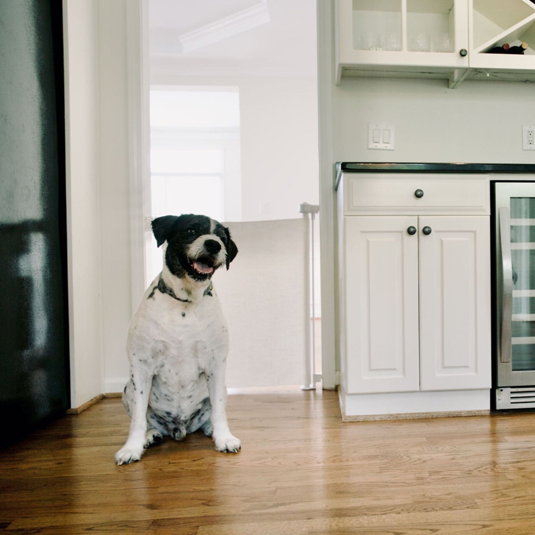 Dog sitting on a wooden floor behind Crypton® Fabric Baby & Pet Safety Gate - Eggshell, in a kitchen with white cabinets and a refrigerator.