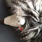 Close-up of Duchess of Hampershire with a dark background