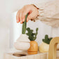 Hand holding a small plant over a white pot with more plants in the background