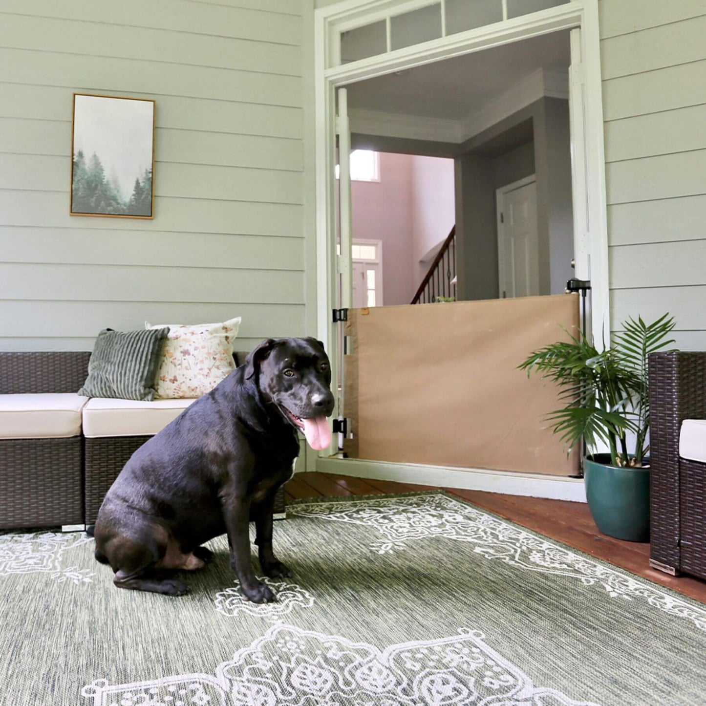 Dog sitting on a rug in a home interior with a pet gate.