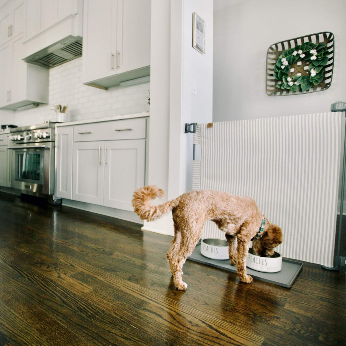 A small brown poodle dog eats from a white bowl placed on a gray mat in a modern kitchen with white cabinets and dark wood floors.