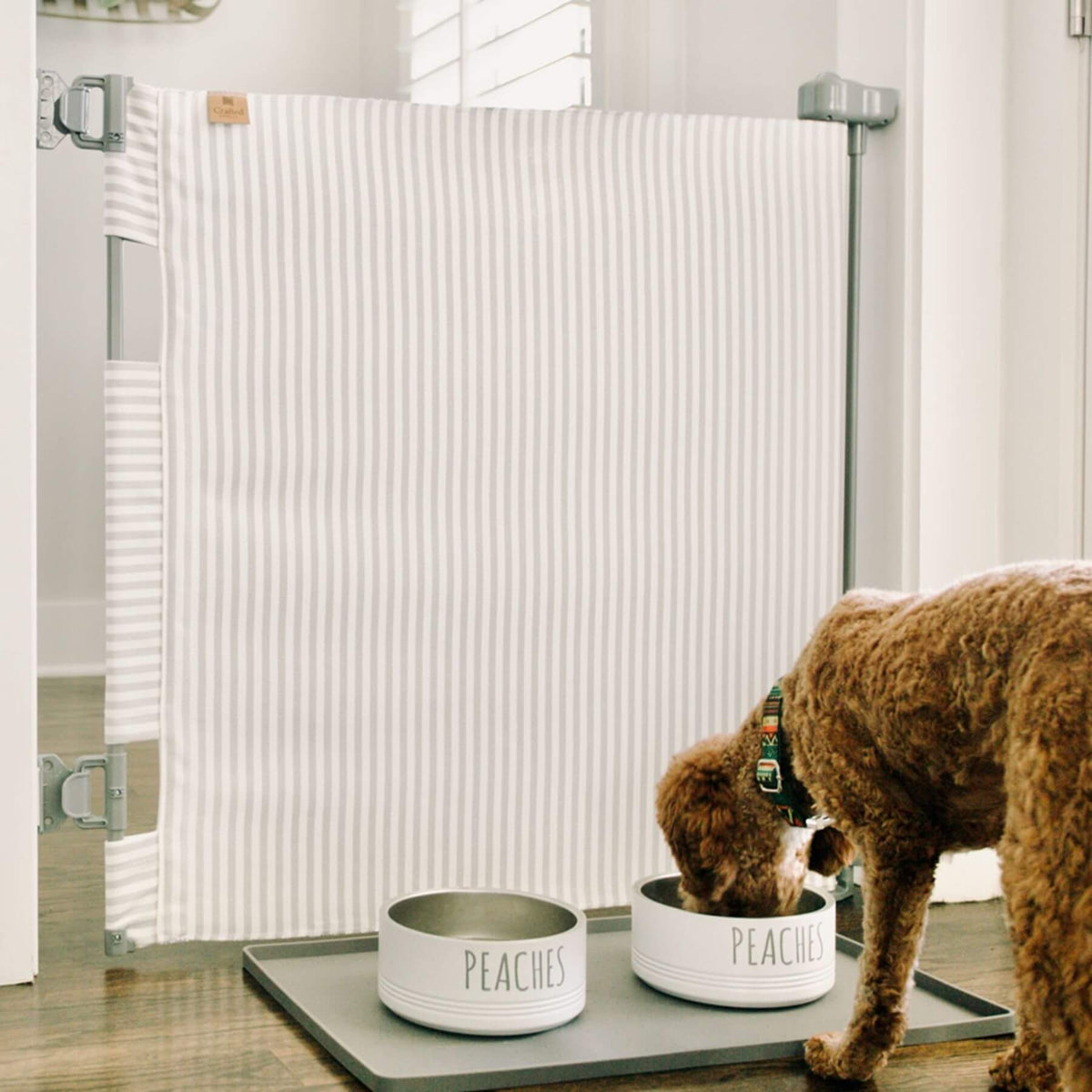A brown poodle eats from two white ceramic bowls in front of a striped white and gray pet gate.
