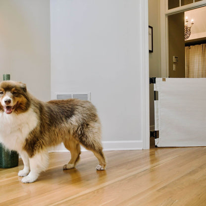 A fluffy brown, white, and gray dog stands on a light wood floor in a home interior, looking toward the camera. A white pet gate is visible on the right side of the doorway.