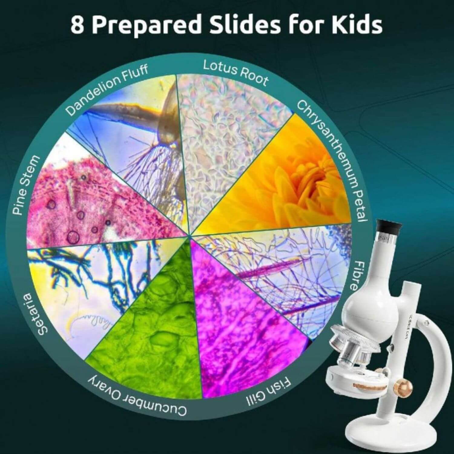 8 Prepared Slides for Kids