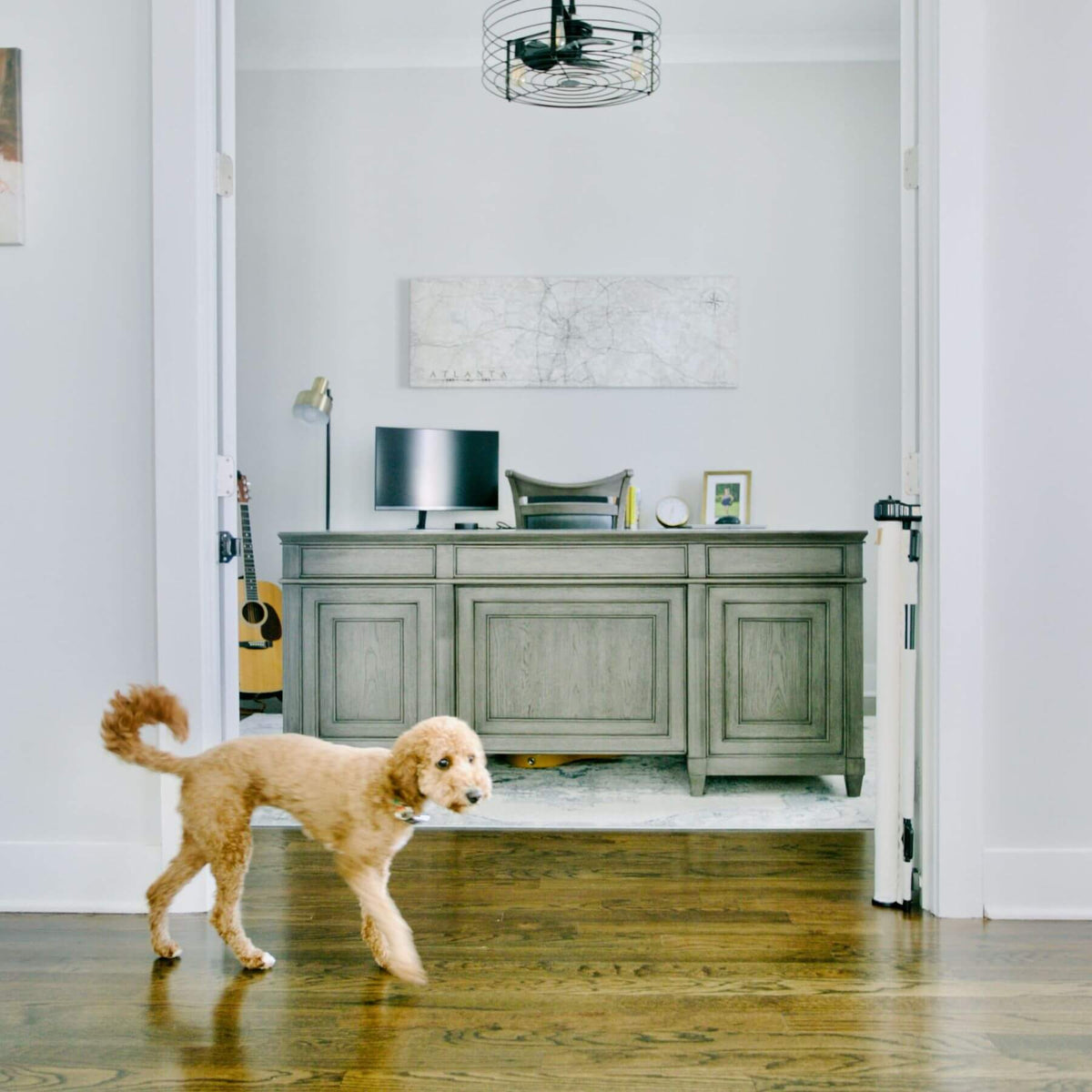 A light brown poodle walks across a polished hardwood floor in a bright, modern home office, with a gray wooden credenza and desk visible in the background.