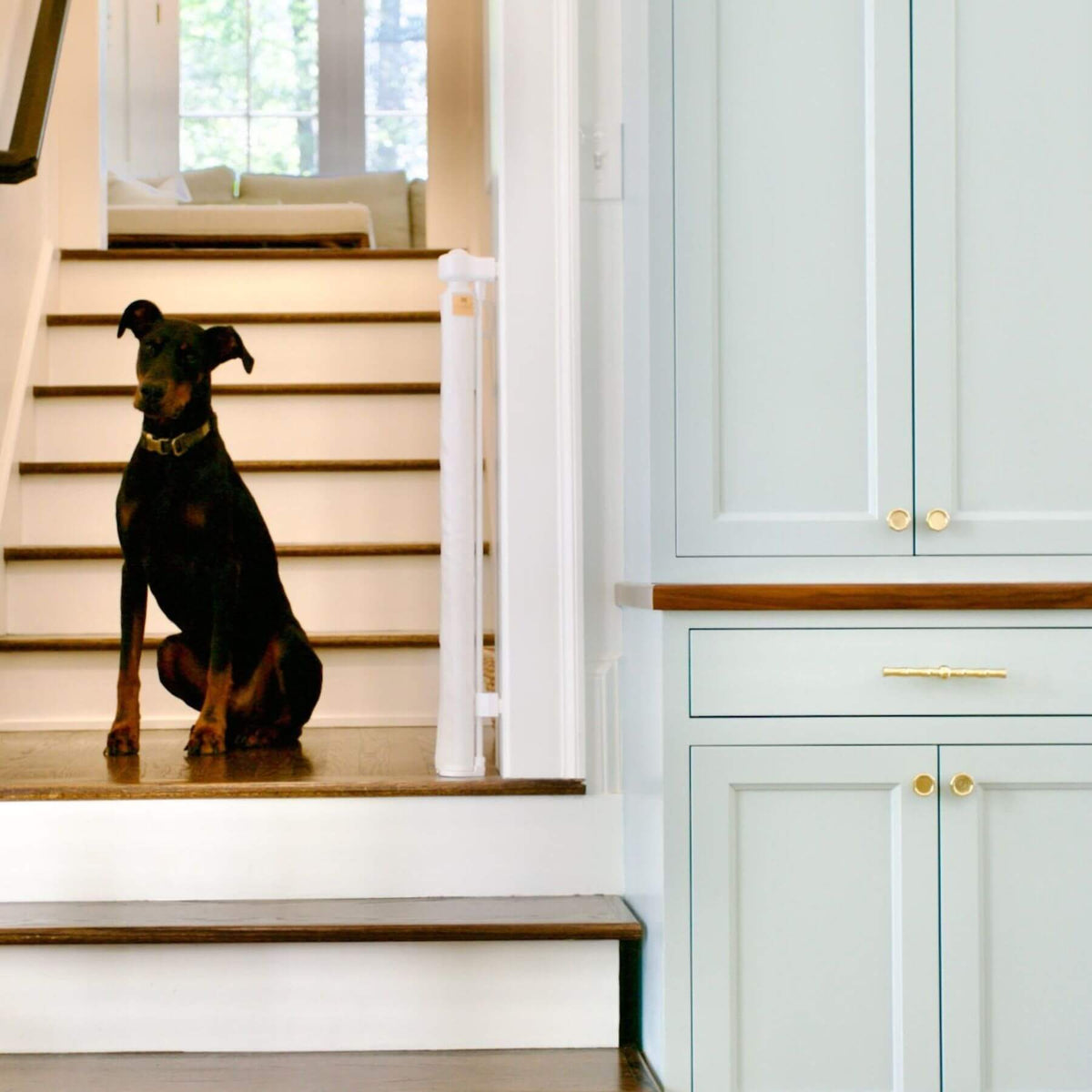 A black and tan Doberman dog sits on a wooden step in a bright home interior next to light blue cabinets with gold hardware.